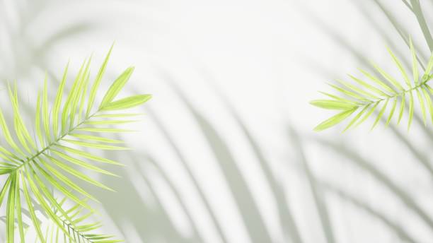 istock Sunny white background with tropical green plantes adn shadow, copy space template 1406529446