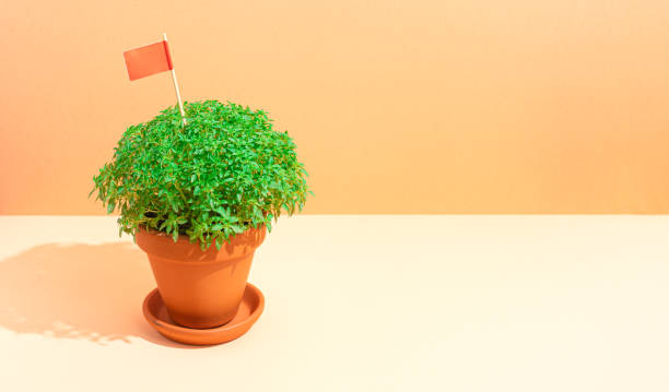 istock Manjerico plant with flag on the beige background 1406530509