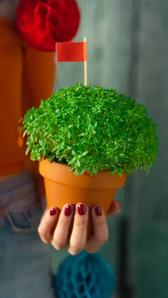 Photo of Woman with Manjerico plant on party