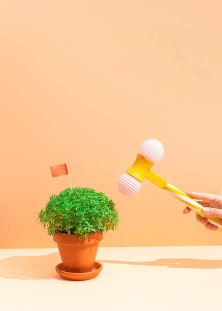 istock manjerico plant and toy hammer in hand 1406531798