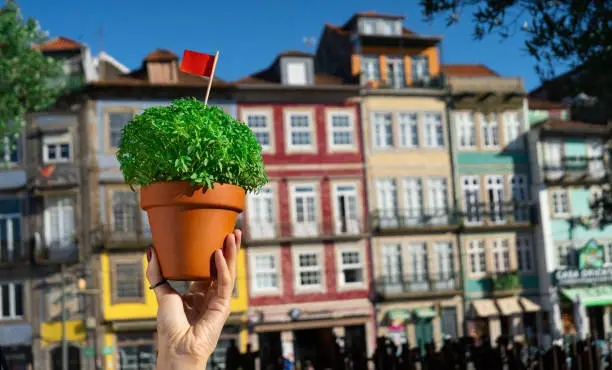 Photo of Hand with Manjerico plant against Porto downtown
