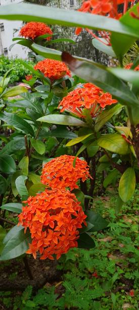 istock The red Ashoka flower 1406532234