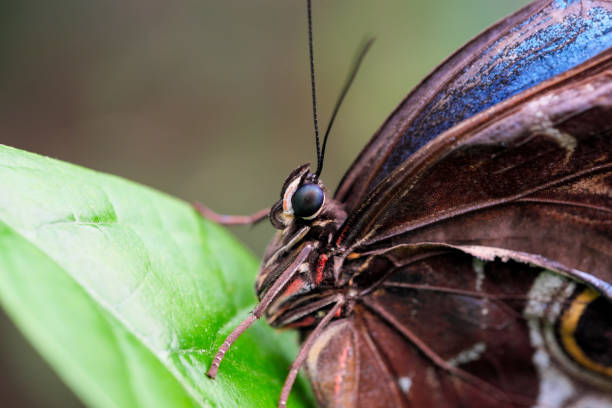 istock Beautiful butterfly close-up 1406532951
