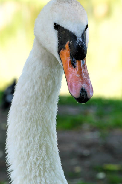 istock A white swan on a green grassy 1406532975