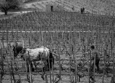 The work of the vine in winter with the plough
