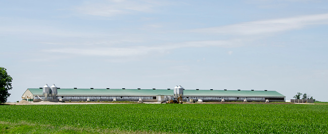Hog confinement facility or hog barn in rural Iowa, USA. Infrastructure for ventilation, heating and feeding shown.