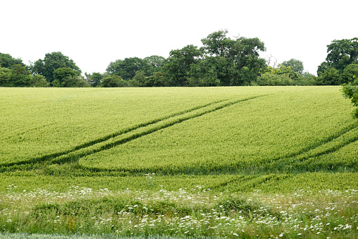 wheat field in the rural landscape