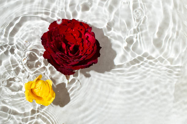 istock red and yellow rose floating on clear shallow water with splash shadows pattern 1406536096