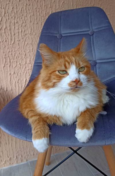 istock Ginger cat beautiful portrait relaxing home on a chair 1406536668