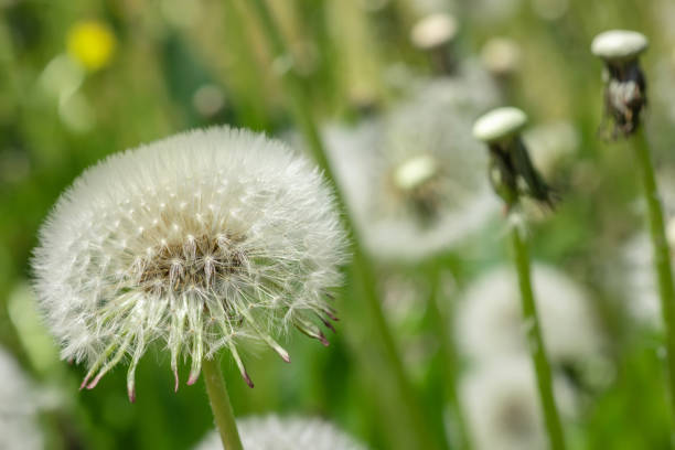 istock dandelion seeds close up on green turquoise background 1406537083