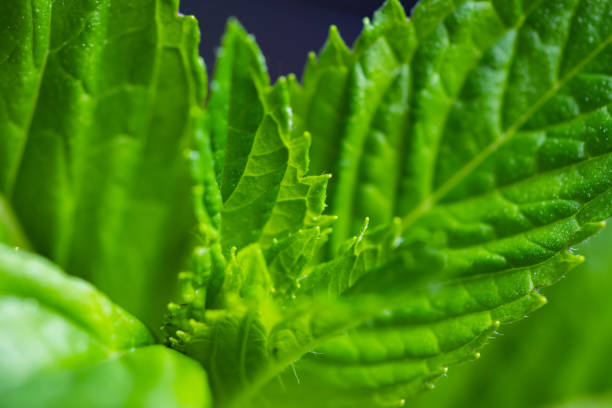 istock Mint leaf. Fresh mint on white background. Mint leaves isolated. Full depth of field. 1406537738