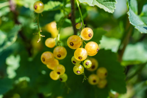 istock Brush of white currant berries and green leaves. White currant Ribes rubrum White grape Close up. Macro. 1406538198