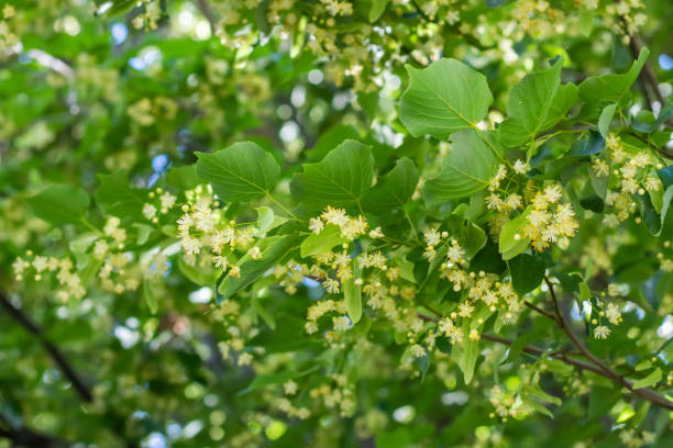 Linden tree flowers clusters tilia cordata, europea, small-leaved lime, littleleaf linden bloom. Linden tree flowers clusters tilia cordata, europea, small-leaved lime, littleleaf linden bloom. Pharmacy, apothecary, natural medicine, healing herbal tea, aromatherapy. Spring background. tilia cordata stock pictures, royalty-free photos & images