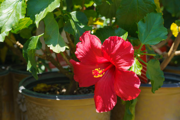 Hibiscus in flower pot. Red flower close up