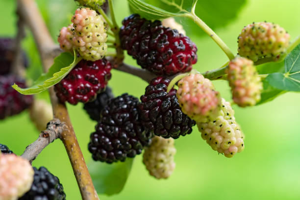istock The fruit of black mulberry - mulberry tree. 1406538866