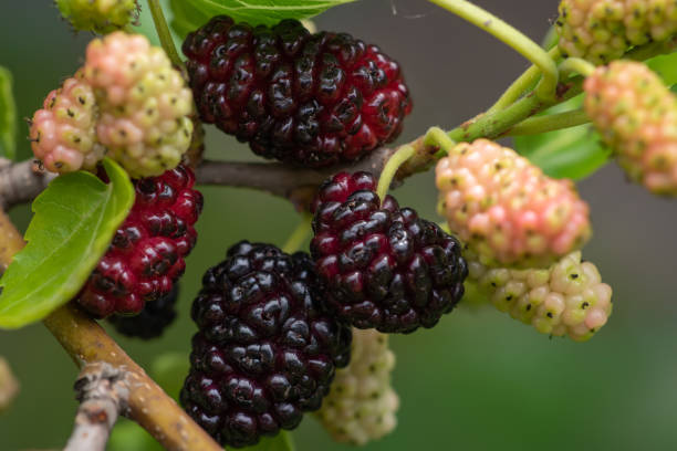 istock The fruit of black mulberry - mulberry tree. 1406538894