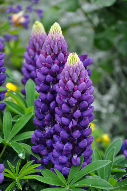 istock Purple lupin flowers 1406540057