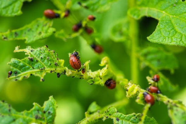 istock Colorado potato beetle and red larva crawling and eating potato leaves. 1406540607