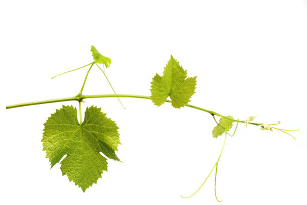 istock Grape leaves vine branch with tendrils tropical plant isolated on white background 1406540830