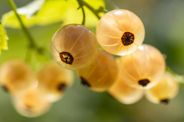 istock White currant at a branch in the garden close up 1406540876