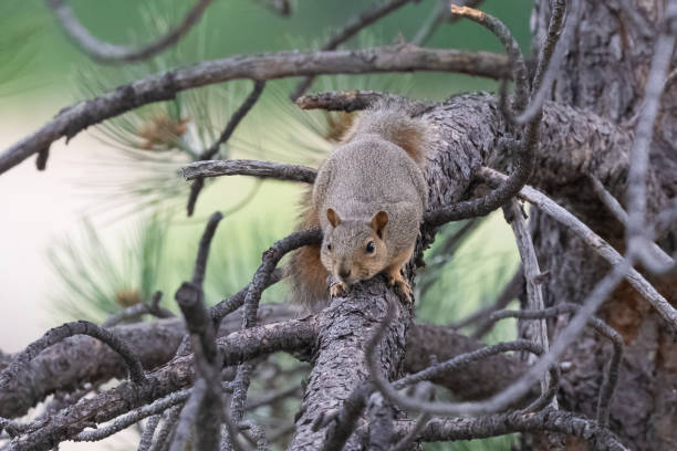 istock Squirrel on tree limb looking at camera in central Colorado 1406541063