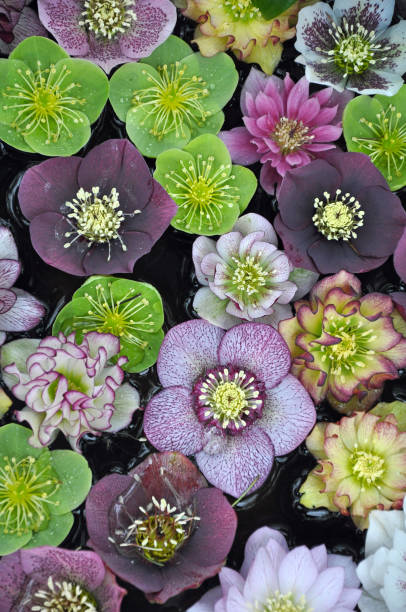 Colorful hellebore flowers Colorful hellebore flowers display hellebore stock pictures, royalty-free photos & images