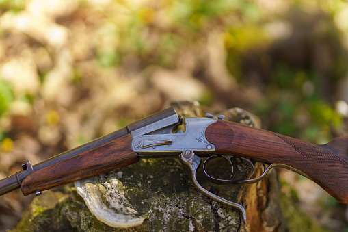 Tree Riffle Hunters Rifle Gun On Tree Stump In Forest Stock Photo - Download Image ...