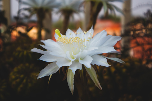 The single white cactus flower.