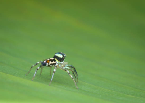 istock Cute jumping spider on the banana leaf from back view 1406544969