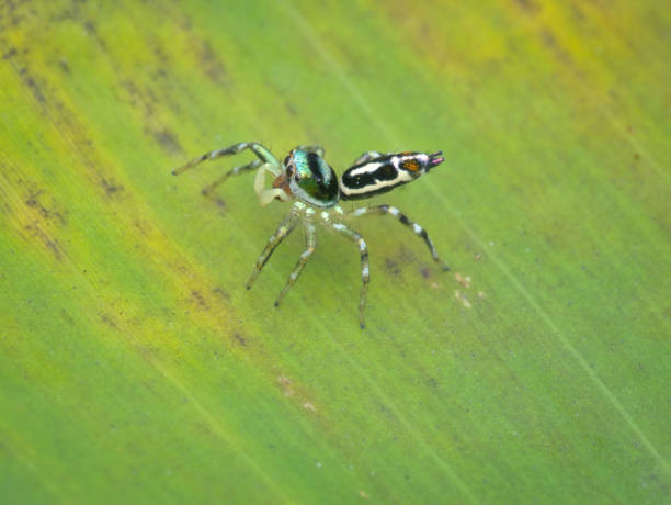 istock Cute jumping spider on the banana leaf 1406544990