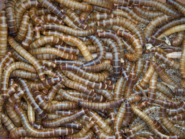 colonie de super vers sur le sable - colony swarm of insects pest animal photos et images de collection