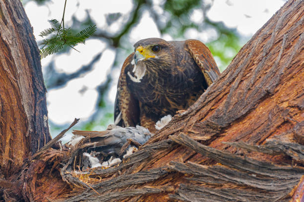 harris' habicht eine taube - harris hawk hawk bird of prey bird stock-fotos und bilder