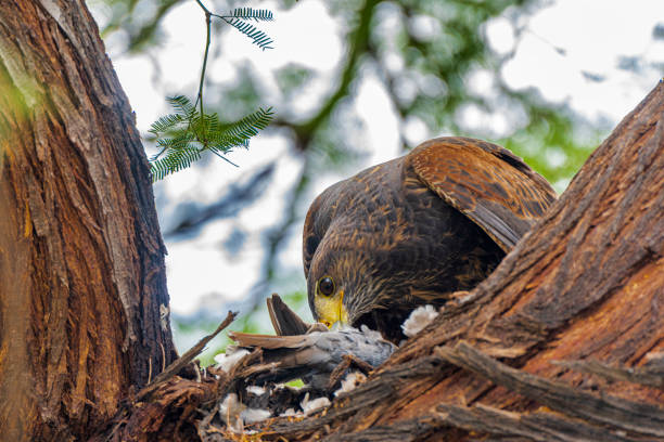 harris's hawk eating a dove - harris hawk hawk bird of prey bird imagens e fotografias de stock