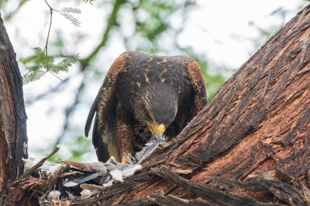 harris's hawk eating a dove - harris hawk hawk bird of prey bird imagens e fotografias de stock