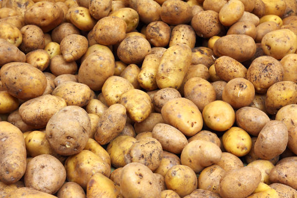 istock lot of potatoes 1406545613