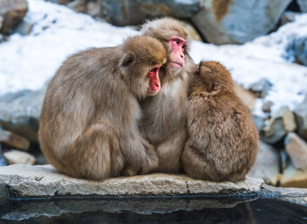 famiglia delle scimmie della neve, parco delle scimmie di jigokudani, nagano, giappone - jigokudani foto e immagini stock