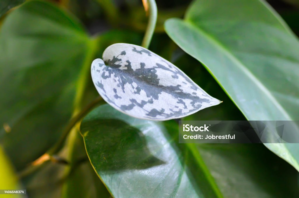 Satin Pothos, Silver hilodendron or Scindapsus pictus Hassk or Argyreus Satin Pothos, Silver hilodendron or Scindapsus pictus Hassk or Argyreus plant Backgrounds Stock Photo