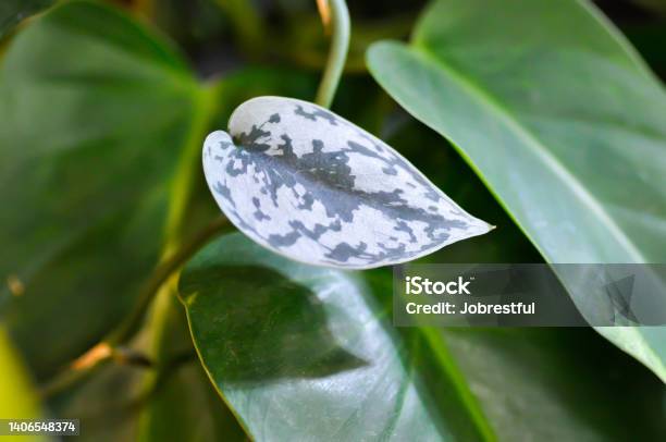 Satin Pothos Silver Hilodendron Or Scindapsus Pictus Hassk Or Argyreus Stock Photo - Download Image Now