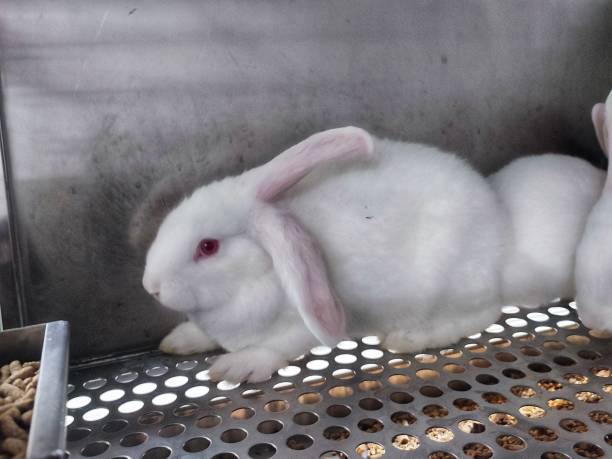 istock Laboratory rabbit with lop-eared or have just one ear down. 1406549328
