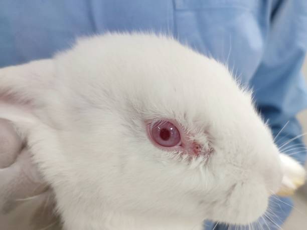 istock Laboratory rabbit has tear duct disease 1406549361