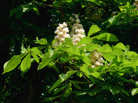 A close-up depiction of a horse chestnuts \ntree, more specifically its blossoms and leaves. The photo was shot in early May 2022, on a public park of Dusseldorf, Germany.
