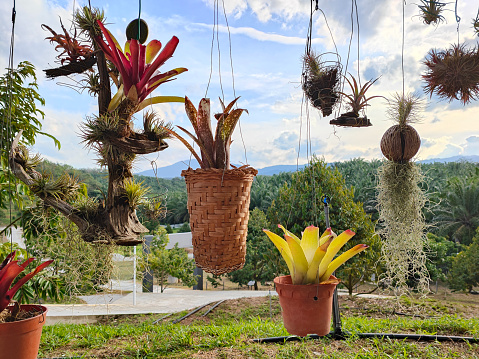 A live plants hanging for decoration.