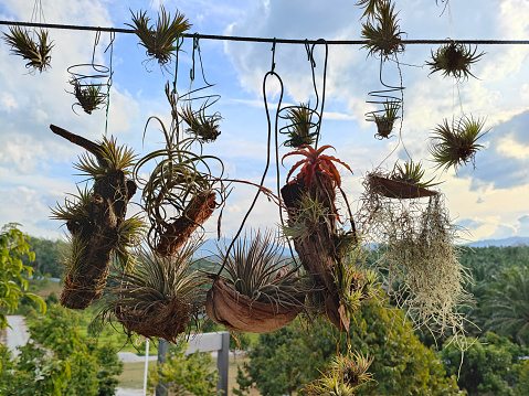A live plants hanging for decoration.