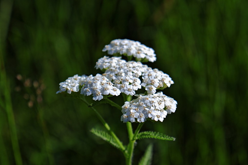 Achillea millefolium medicinal flowering plant closeup. It has astringent effects, reduces pain or fever and can be used as an aid for sleep.