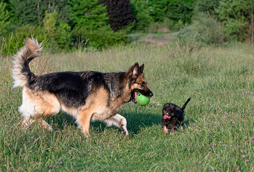 German shepherd and her friend