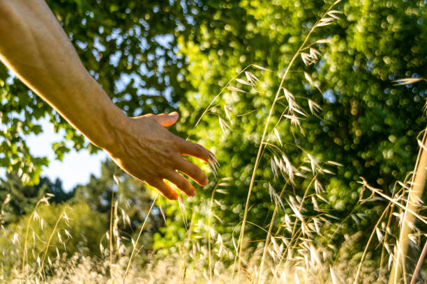 relaxed person walking through a wheat field in the morning in summertime - wheat freedom abundance human hand imagens e fotografias de stock