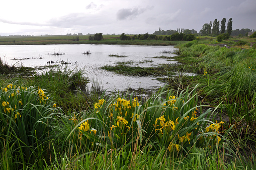Spring pond on the edge of the village with yellow irises on the shore