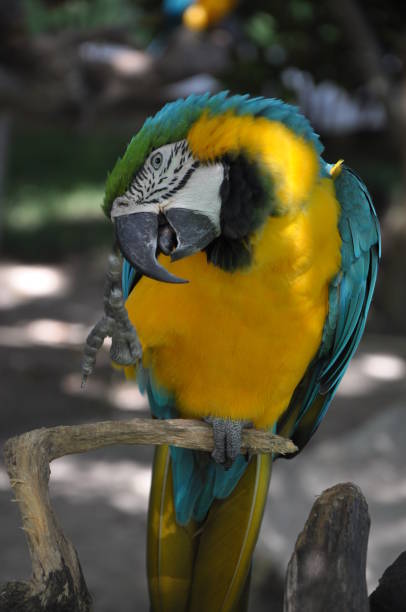 istock Macaws and Colorful Parrots from Brazil 1406553663