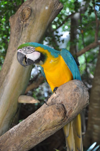 istock Macaws and Colorful Parrots from Brazil 1406553667