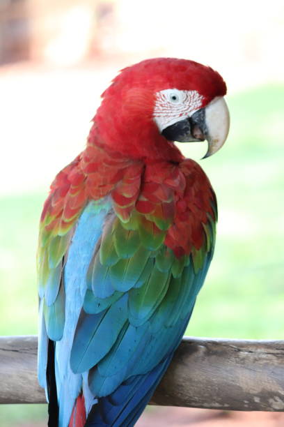 istock Macaws and Colorful Parrots from Brazil 1406553704